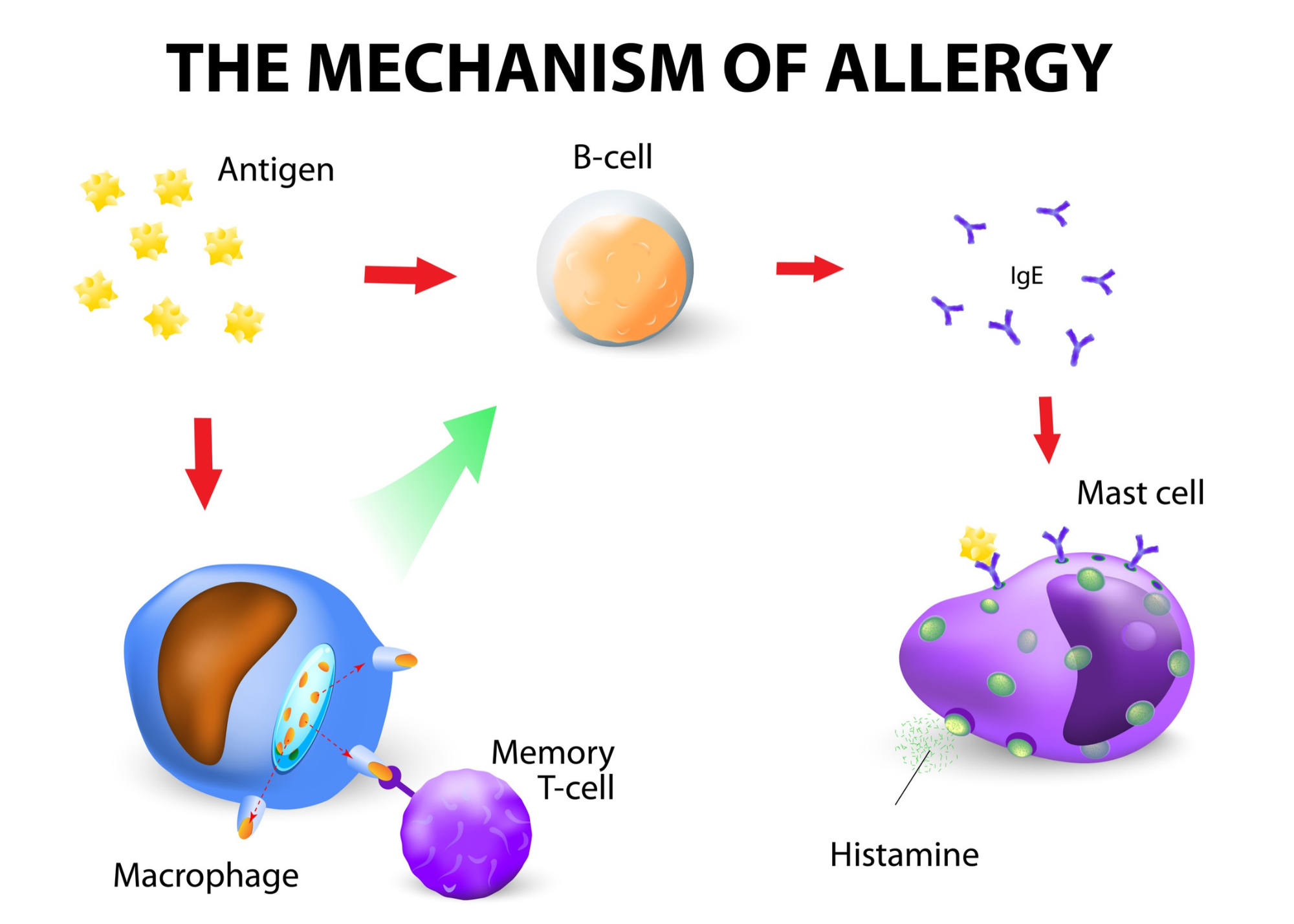 Mechanisms of Allergies chart