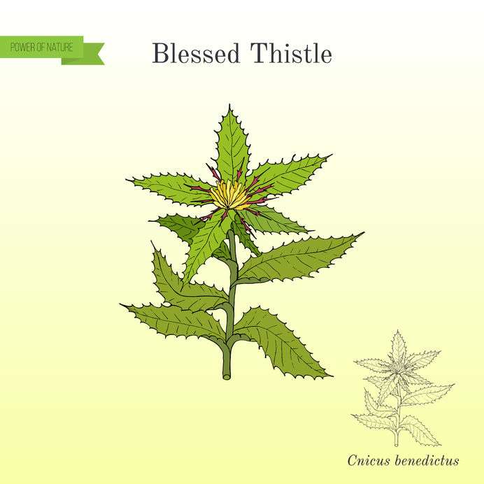 Drawing of Blessed Thistle with green stalk and flowers on yellow background