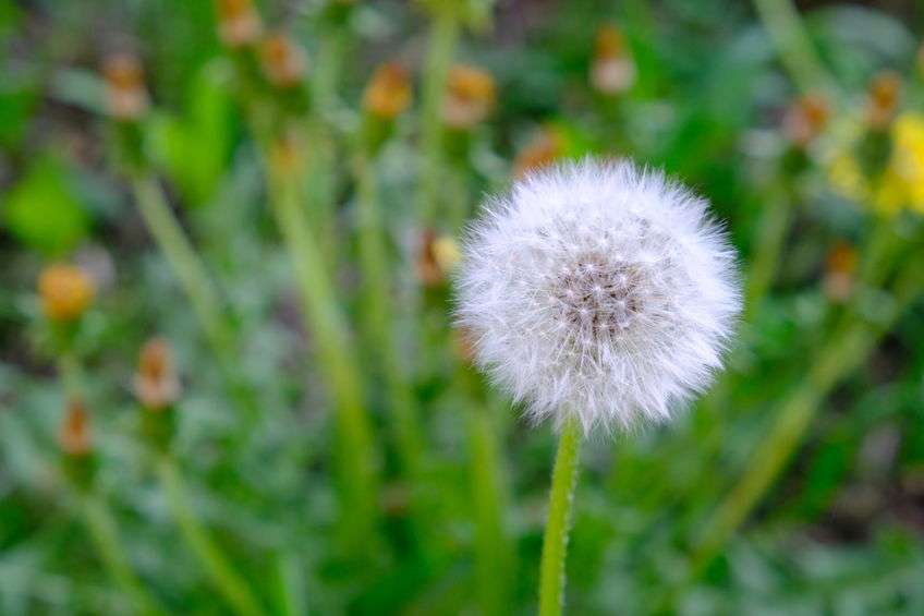 White puff dandelion on green stalk with colorful outdoor background