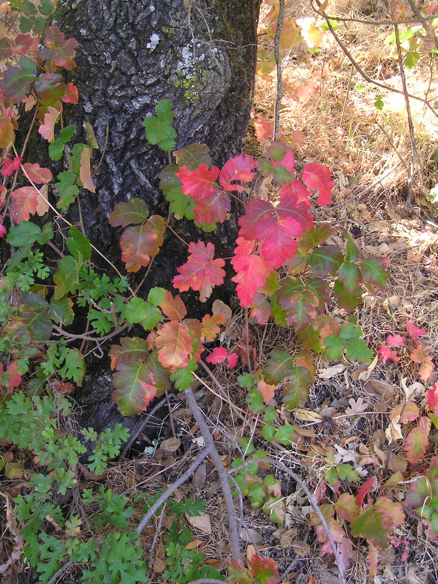 Poison oak leaves