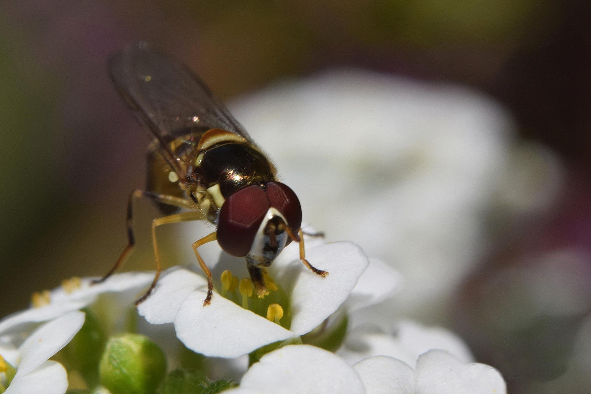 Mosquito on a flower