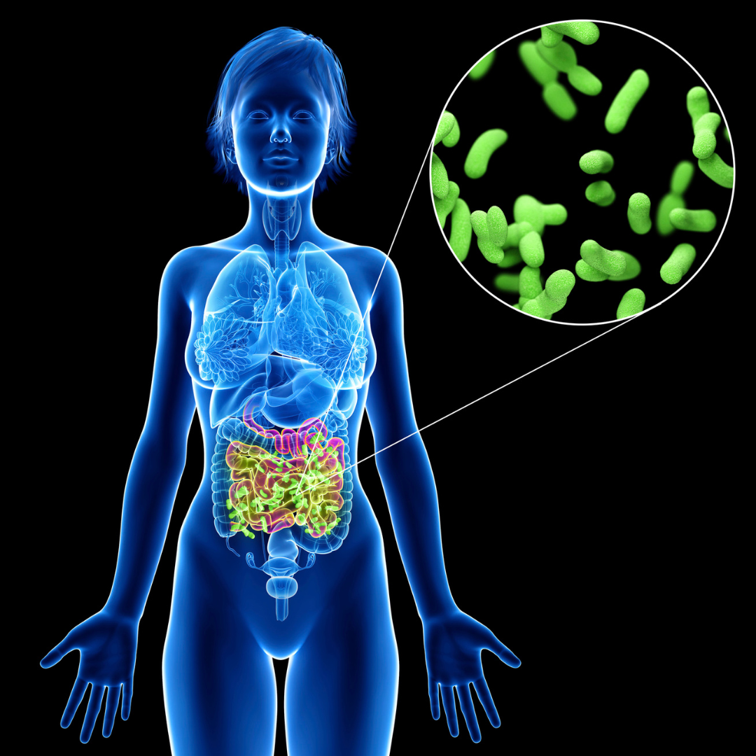 Image of person highlighting the digestive system