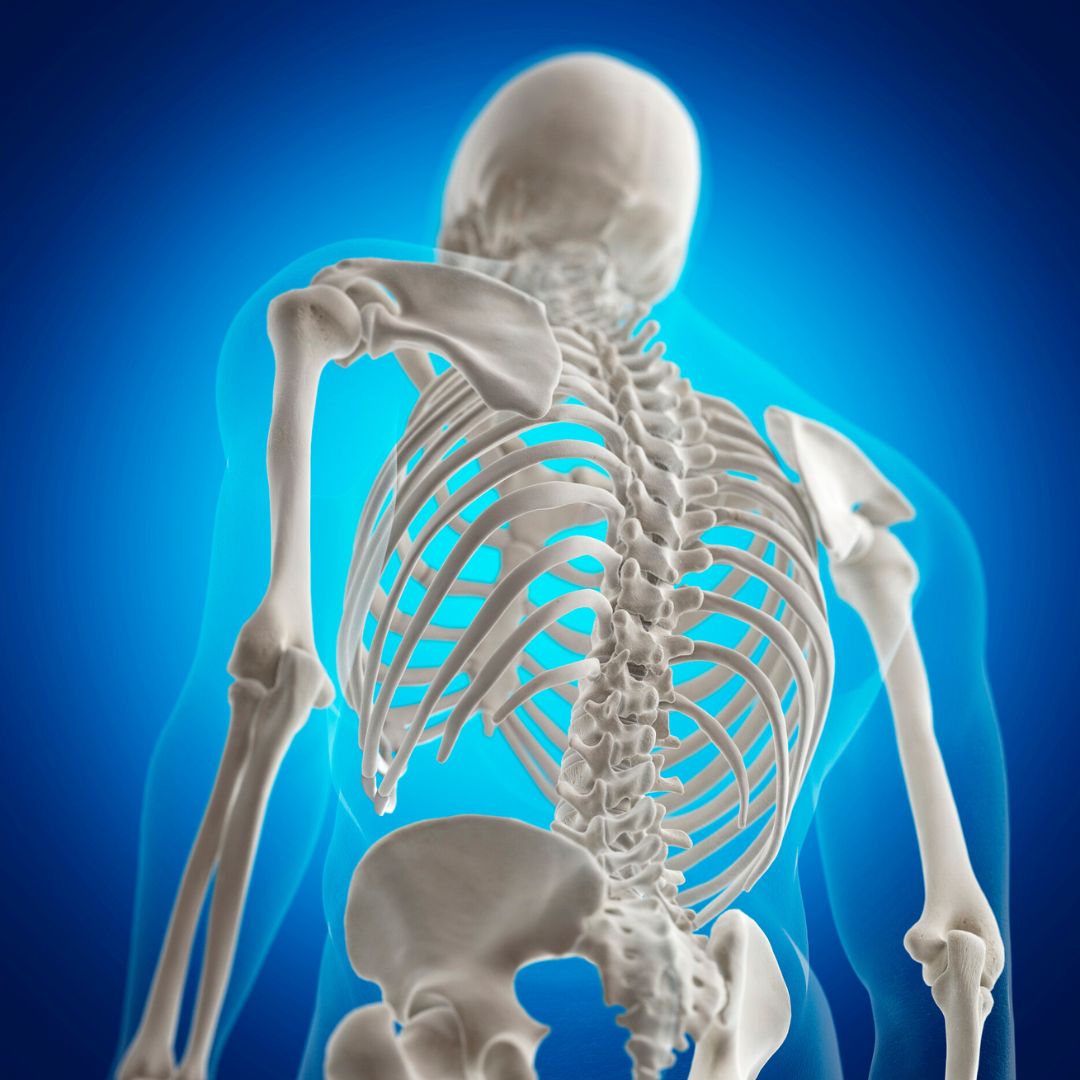 Human skeleton
