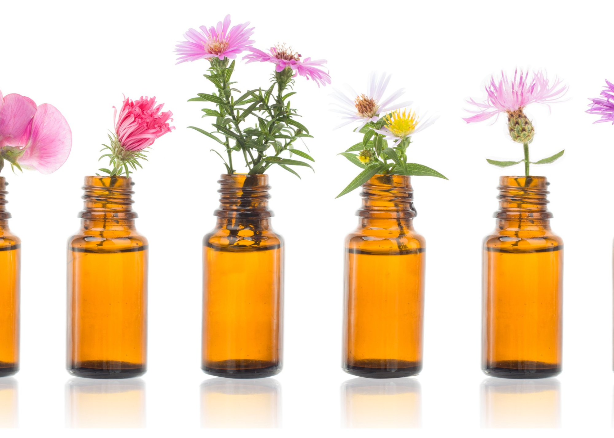 Small empty bottles with flowers and herbs in them