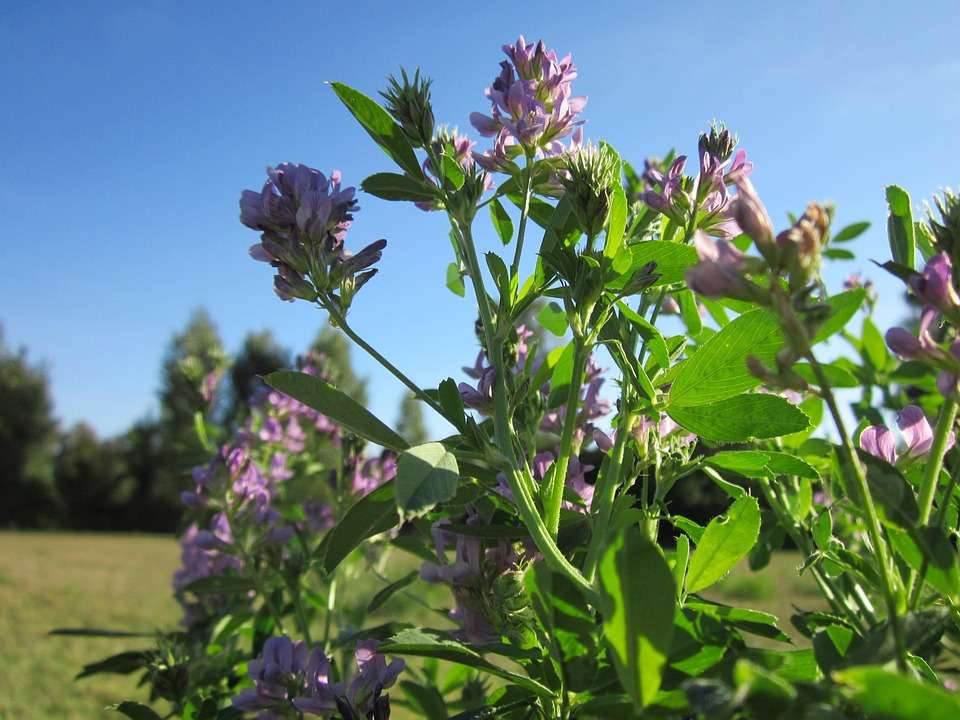 Flowering Alfalfa plants with green stalks and pink and white flowers