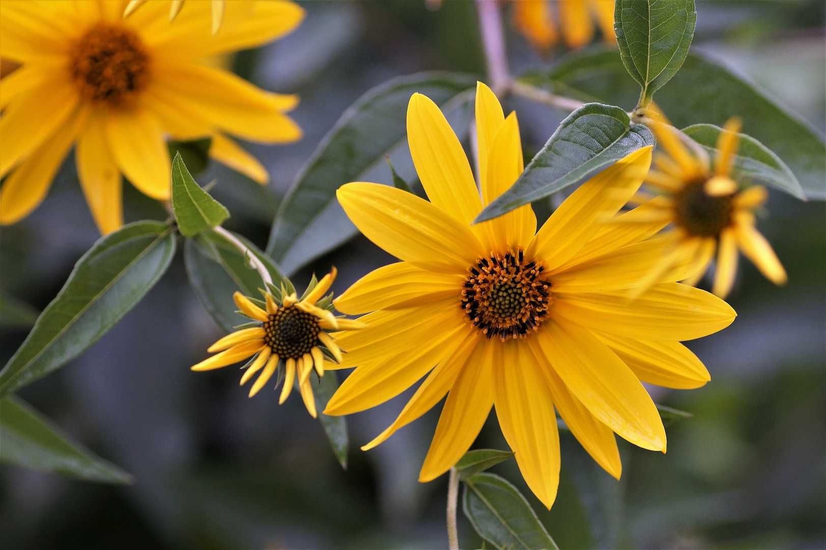 Yellow flowers and green leave of jerusalem artichoke