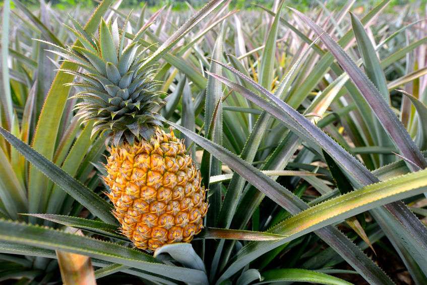 One pineapple growing on a stalk in a pineapple field