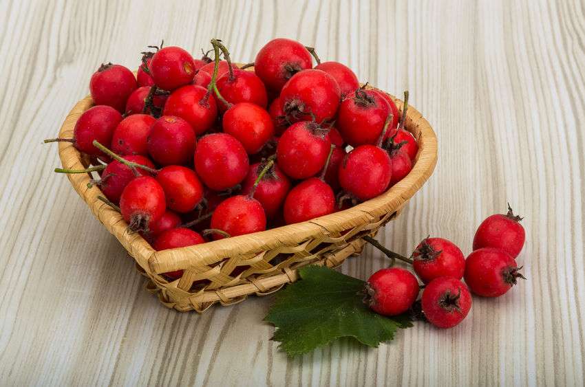 Brown wicker basket filled with bright red Hawthorn Berries