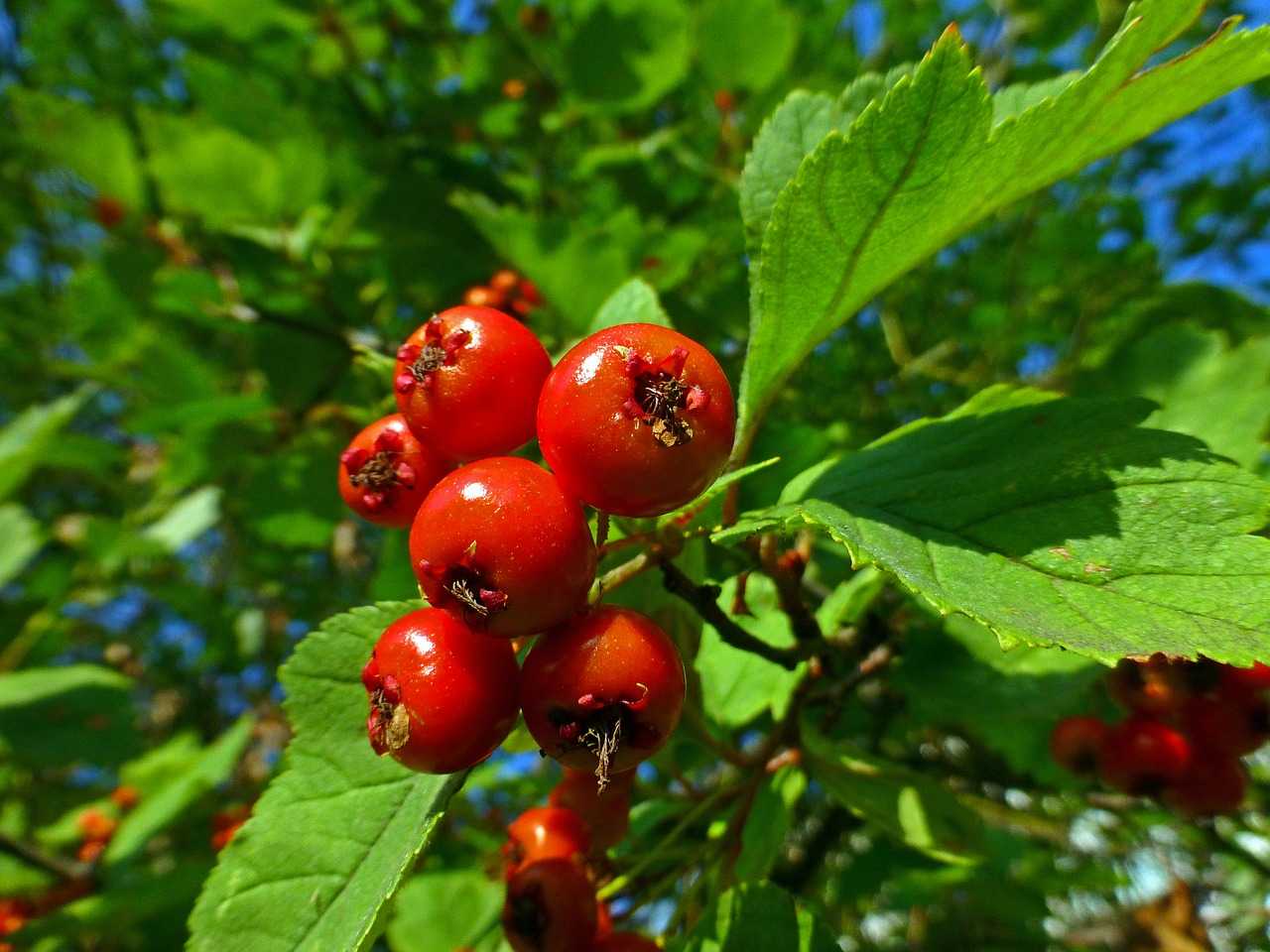 Bright red Hawthorn Berries and green leaves