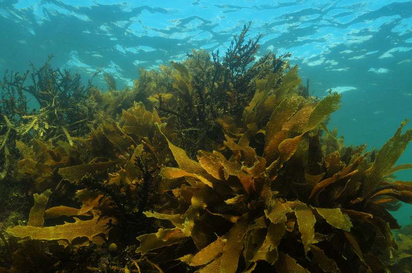Naturally-Botanicals-Seaweed