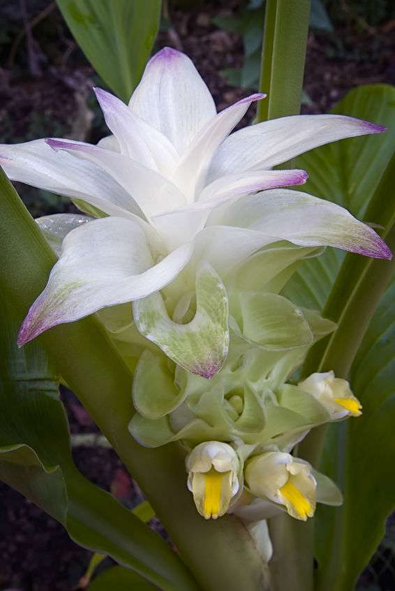 Colorful funnel-shaped flowers of the Turmeric plant