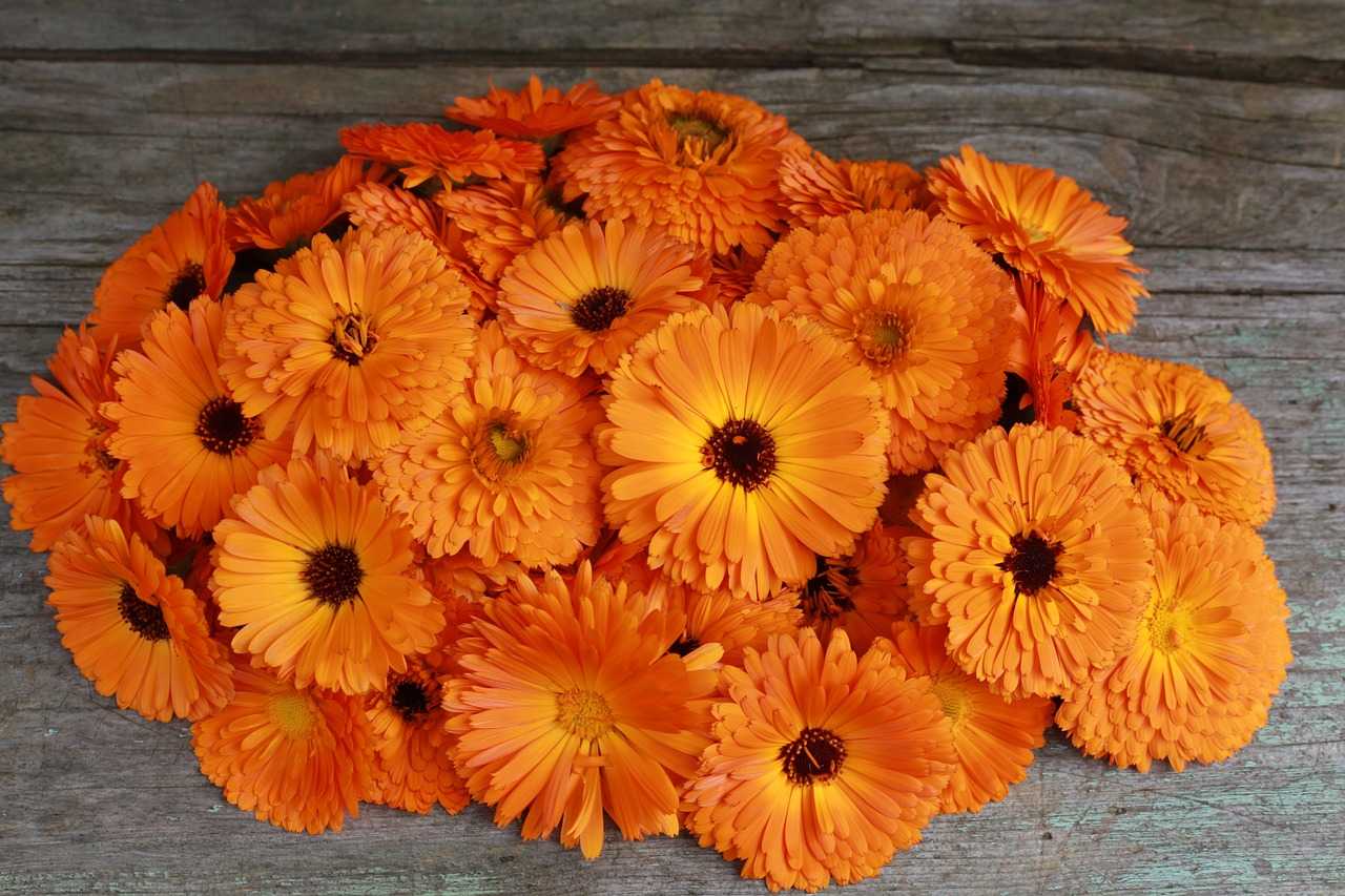 Bright orange flowers on brown wood background