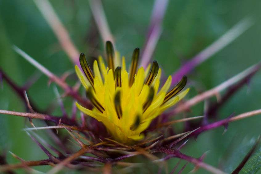Yellow, brown and purple flowering Blessed Thistle plant