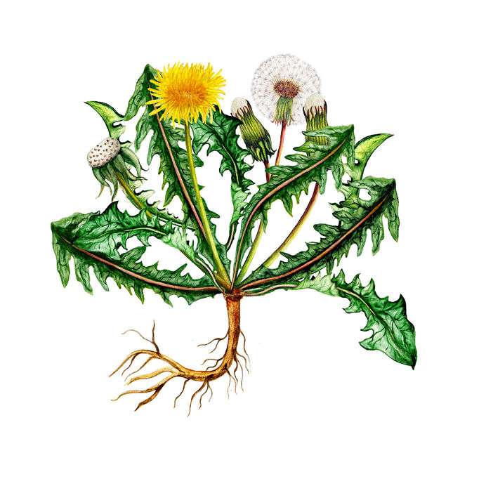 Drawing yellow dandelion, white puff ball on a green leaf and brown root
