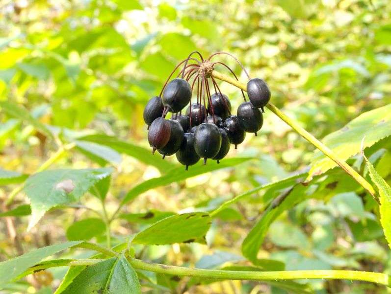 Purple-black Eleuthero or Siberian Ginseng berries