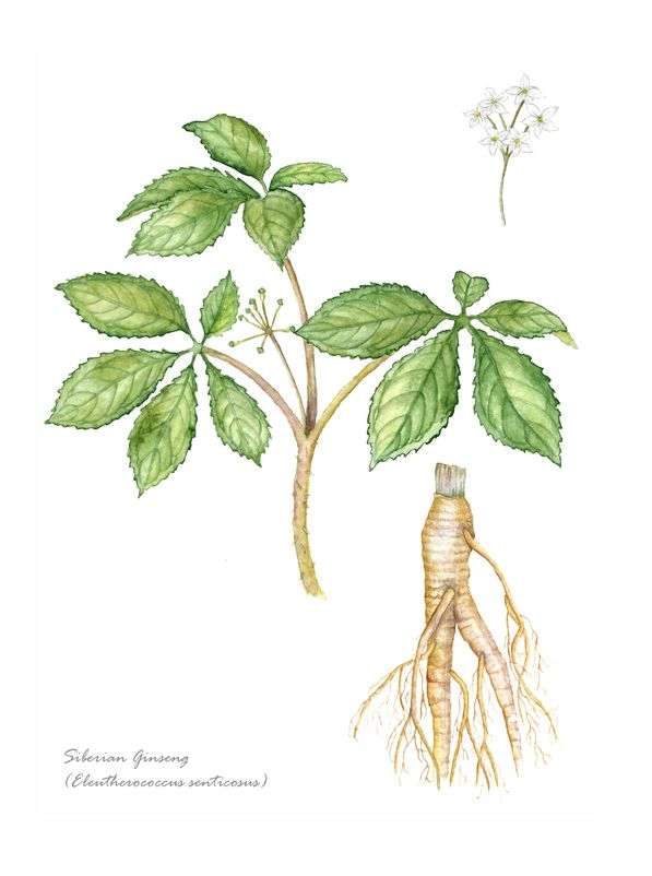 Drawing of Eleuthero or Siberian Ginseng plant
