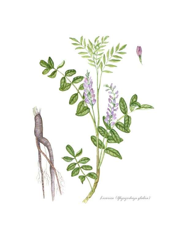 Drawing of Licorice Root with flowers, green leaves and stalk and brown root