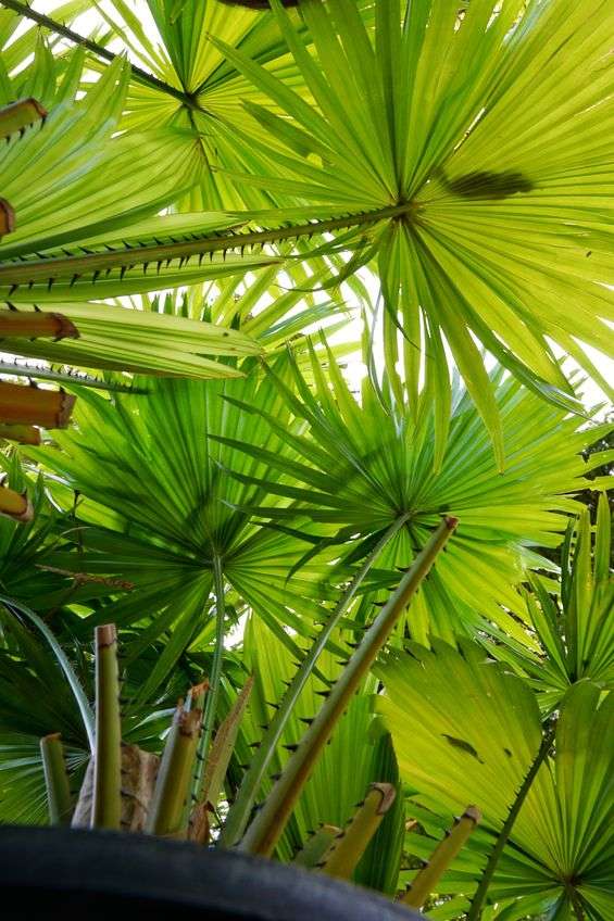 Large green Saw Palmetto leaves on long stalks