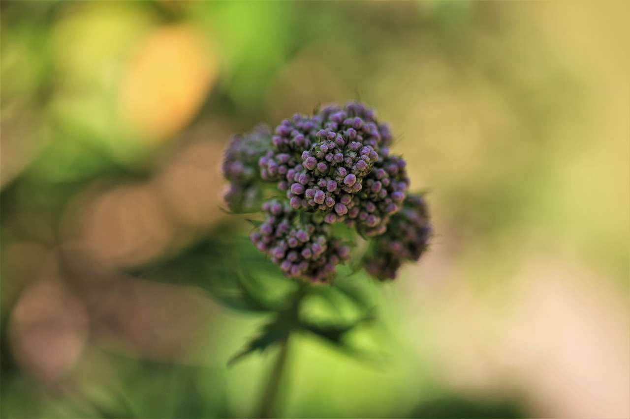 Dark pink and white flowering Valerian Root