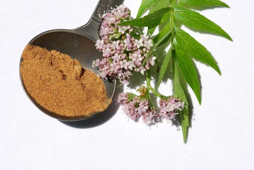 Naturally Botanicals-Valerian Root - Valeriana officinalis 2