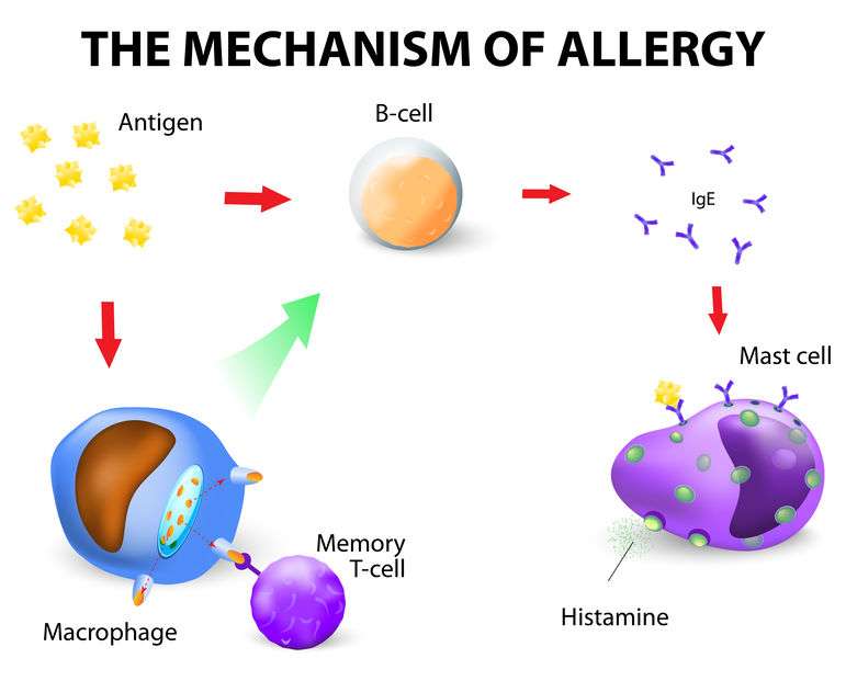 Naturally-Botanicals-Mechanism of Allergies