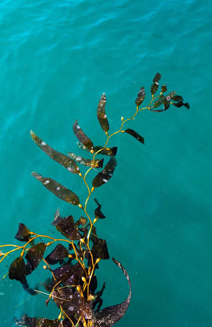 Naturally-Botanicals-Kelp-3
