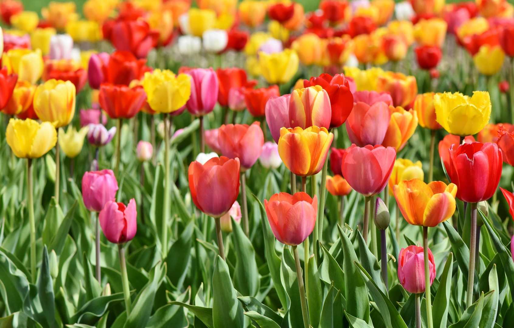 Many brightly colored tulips in green grass