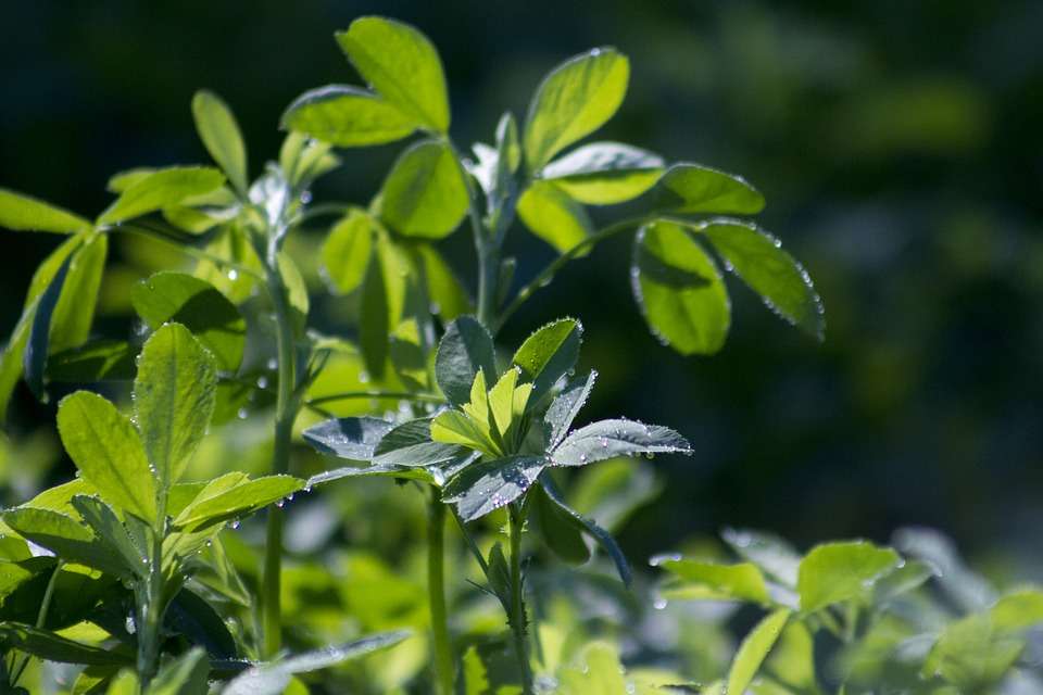 Green leaves on Alfalfa plant