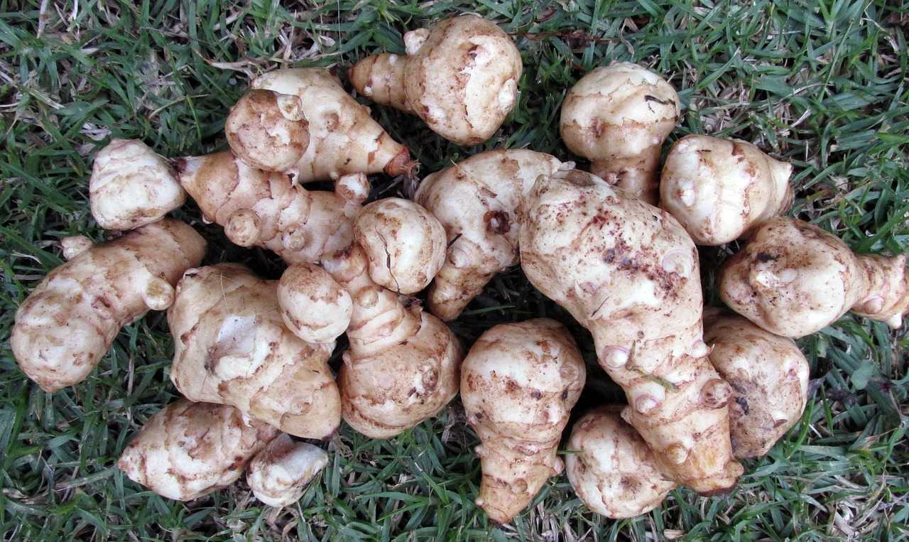 Knobby tubers of Jerusalem Artichoke displayed on green grass