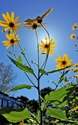 Browse by Ingredient @naturallybotanicals.com - Jerusalem Artichoke