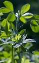 Browse by Ingredient @naturallybotanicals.com - Alfalfa