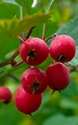 Browse by Ingredient @naturallybotanicals.com - Hawthorn Berry