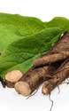 Browse by Ingredient @naturallybotanicals.com - Burdock Root