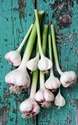 9+ Secrets About Garlic - Blog