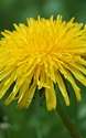 Dandelions Are More Than Weeds - Blog