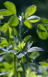 Browse by Ingredient @naturallybotanicals.com - Alfalfa