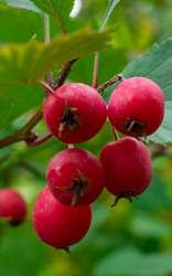 Browse by Ingredient @naturallybotanicals.com - Hawthorn Berry