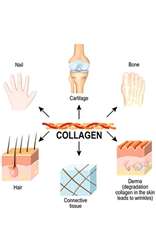 Browse by Ingredient @naturallybotanicals.com - Collagen