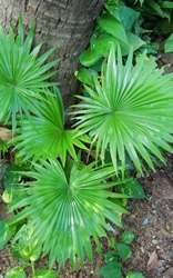 7 Surprising Benefits of Saw Palmetto - Blog