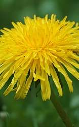 Dandelions Are More Than Weeds - Blog