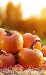 Powerhouse Pumpkin Seeds and Pumpkin Seed Oil