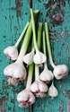 Browse by Ingredient @naturallybotanicals.com - Garlic